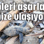 Çöpleri aşarlarsa denize ulaşıyorlar