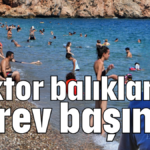 Doktor balıklar görev başında