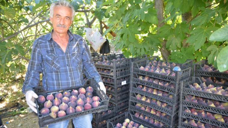 İbradı'da siyah incir hasadı başladı