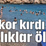 Rekor kırdı balıklar öldü