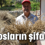 Torosların şifacısı!