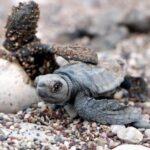 Çıralıda deniz kaplumbağası yuvalama sezonu, rekorla tamamlandı