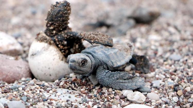 Çıralıda deniz kaplumbağası yuvalama sezonu, rekorla tamamlandı