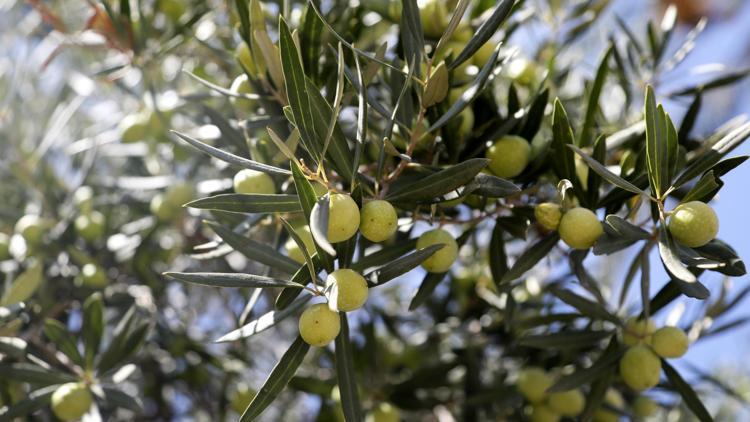 2 anıt zeytin ağacından 70 kilo rekolte beklentisi