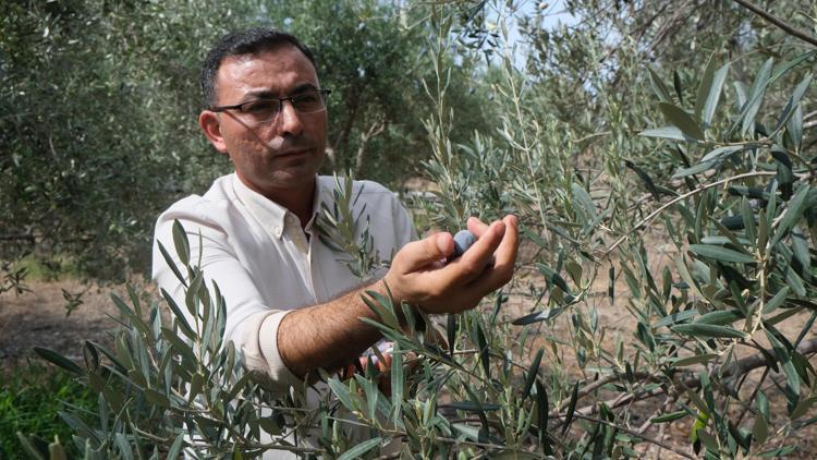 Alanyada zeytin hasadı başladı