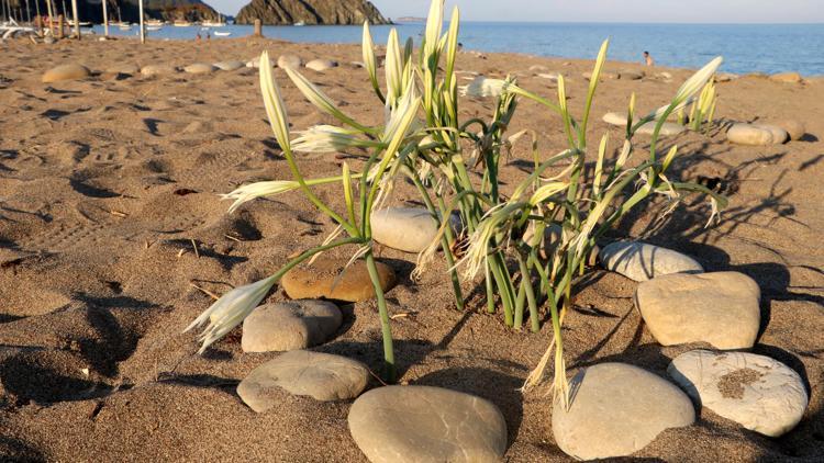 Caretta önlemleri ile kum zambağı sayısı da arttı