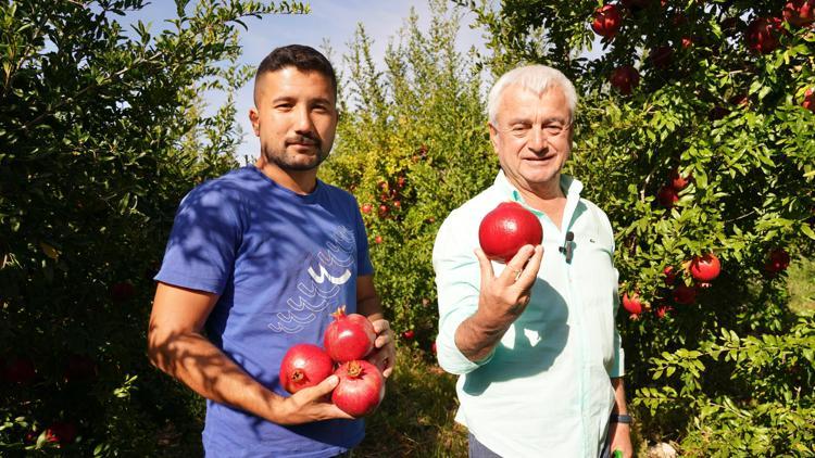 Finikede nar hasadı sürüyor