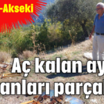 Aç kalan ayılar kovanları parçaladı