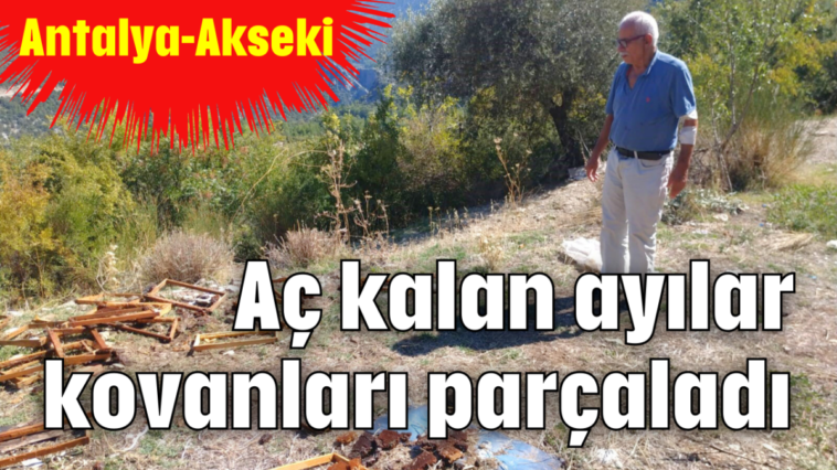 Aç kalan ayılar kovanları parçaladı