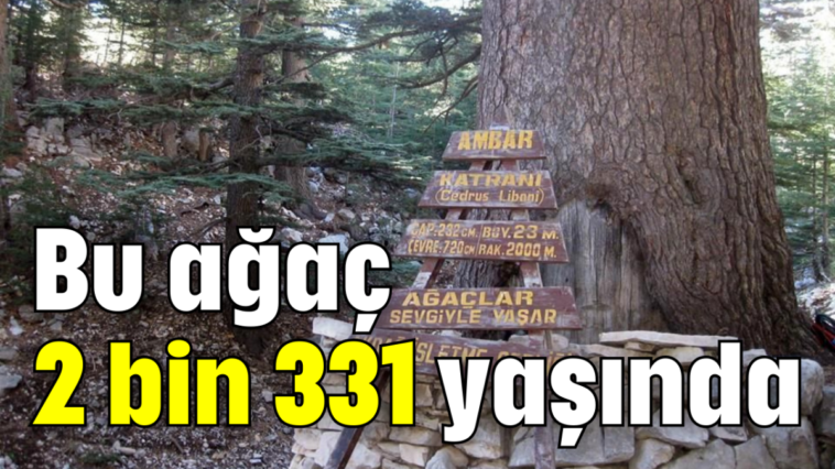 Bu ağaç 2 bin 331 yaşında