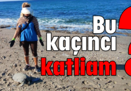 Bu kaçıncı katliam?