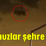 Domuzlar şehre indi