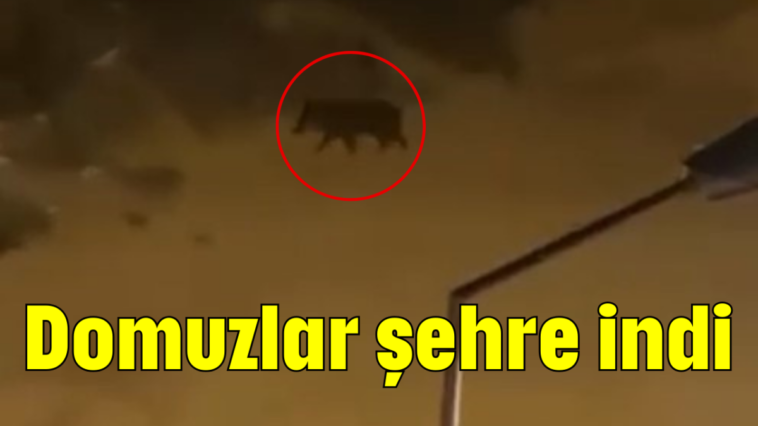 Domuzlar şehre indi