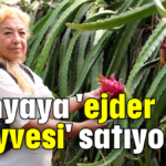 Dünyaya 'ejder meyvesi' satıyorlar