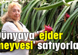 Dünyaya 'ejder meyvesi' satıyorlar