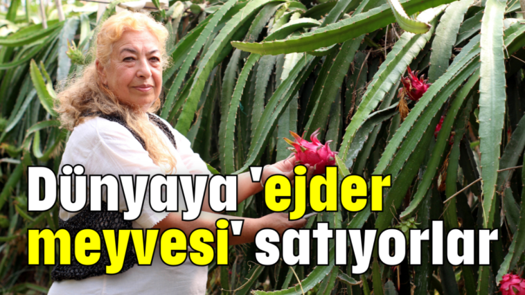 Dünyaya 'ejder meyvesi' satıyorlar