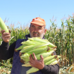 Elmalı'da 60 dönümlük alanda mısır hasadı yapıldı