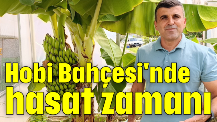 Hobi Bahçesi'nde hasat zamanı