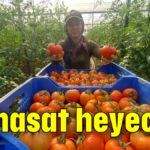 İlk hasat heyecanı