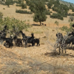 Korkuteli'nde fıstık ve zeytin fidanları keçiler tarafından talan edildi