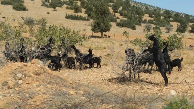 Korkuteli'nde fıstık ve zeytin fidanları keçiler tarafından talan edildi