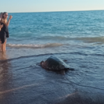 Tedavisi tamamlanan caretta carettalar Manavgat-Boğaz mevkiinde denize bırakıldı