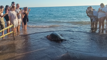 Tedavisi tamamlanan caretta carettalar Manavgat-Boğaz mevkiinde denize bırakıldı