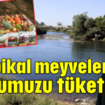 Tropikal meyveler suyumuzu tüketiyor