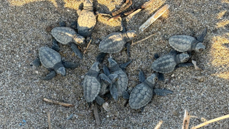 Yavru caretta carettalar özgürlüğe kulaç attı