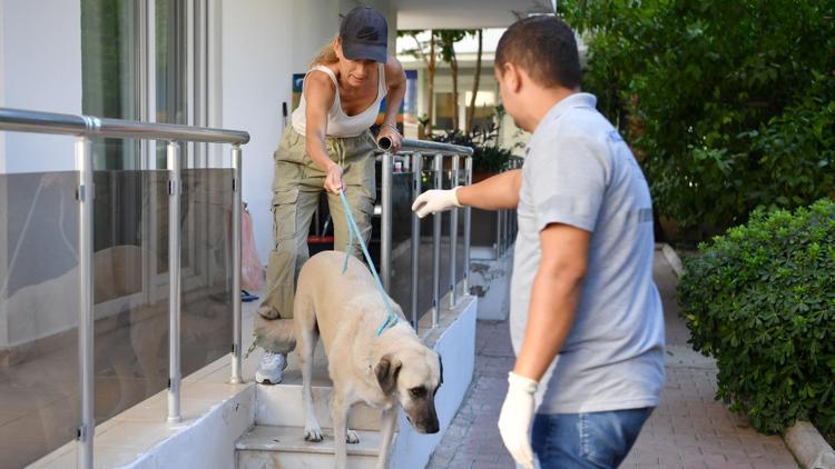 Belediye destek oldu, 4 sokak hayvanı sıcak yuvasına kavuştu