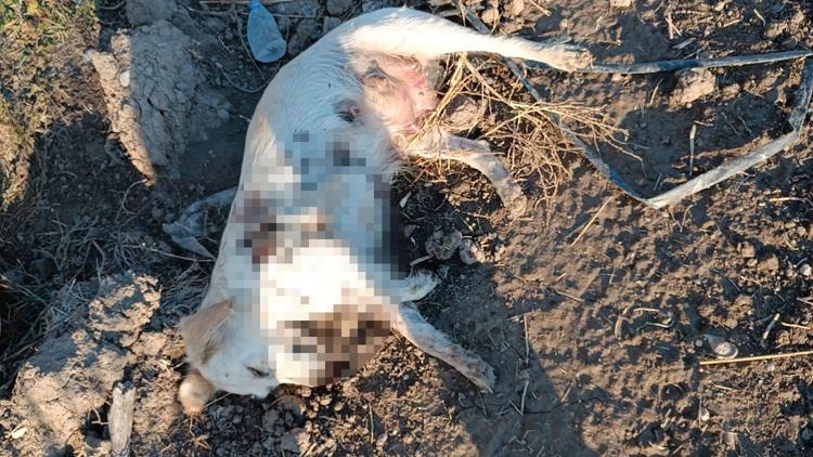 Antalyada, boş arazide anne köpek ve 2 yavrusu tüfekle öldürülmüş halde bulundu