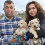 Öldürülen köpeğin bir yavrusu daha sağ bulundu