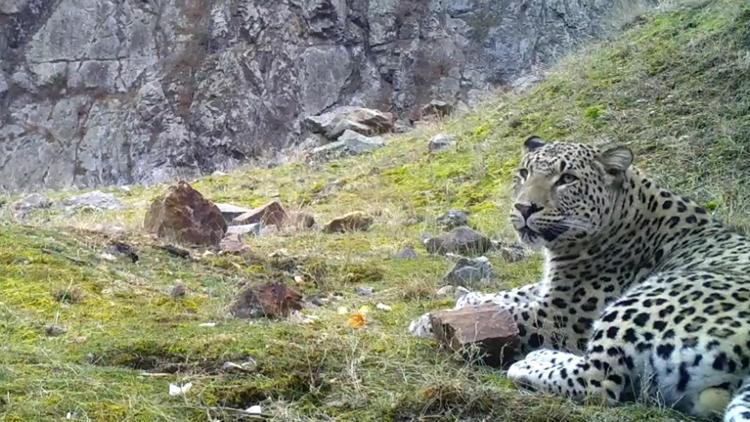 Anadolu parsının DNAsı için yeni proje