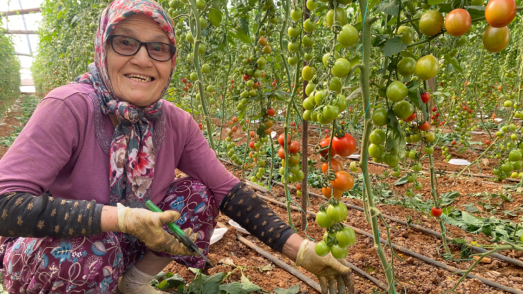 75 yaşında serada çalışıyor