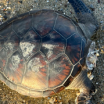 Alanya'da Yeşilöz sahilinde caretta caretta ölüsü bulundu