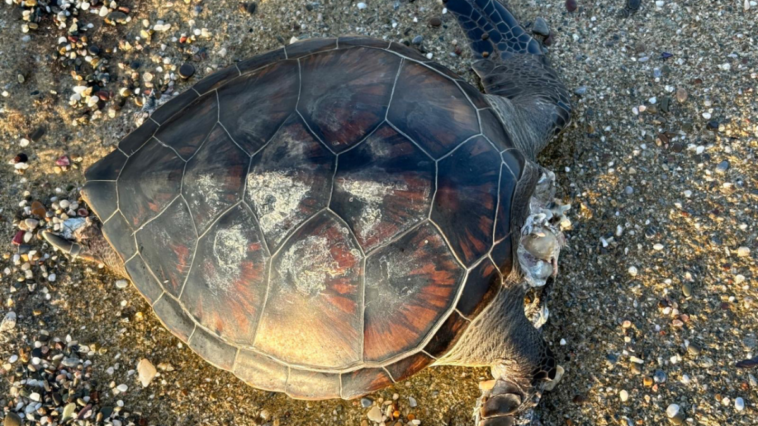 Alanya'da Yeşilöz sahilinde caretta caretta ölüsü bulundu