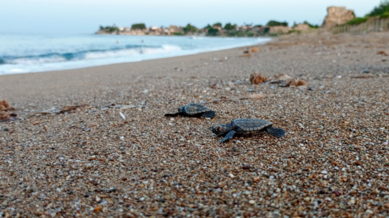 Antalya'da 458 bin 714 deniz kaplumbağası yavrusu denizle buluşturuldu