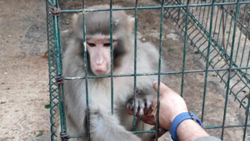 Antalya'da izinsiz Rhesus maymunu ele geçirildi