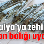 Antalya'ya zehirli balon balığı uyarısı