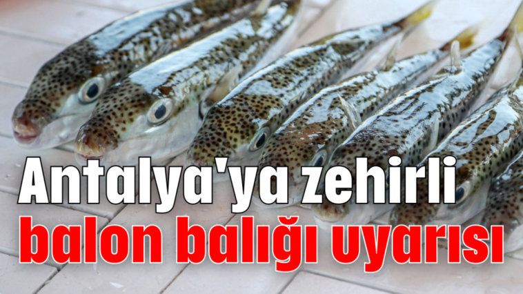 Antalya'ya zehirli balon balığı uyarısı