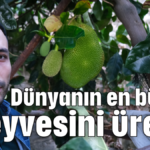 Dünyanın en büyük meyvesini üretti