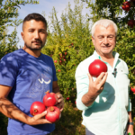 Finike'de nar hasadına devam ediliyor