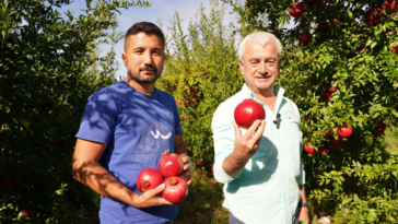 Finike'de nar hasadına devam ediliyor