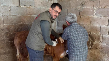 Gazipaşa'da hayvanlarını aşılama çalışmaları hız kesmeden sürüyor