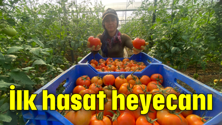 İlk hasat heyecanı