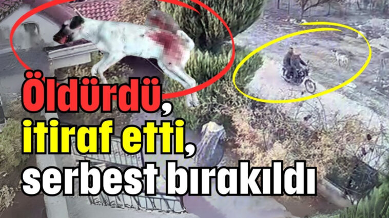 Öldürdü, itiraf etti, serbest bırakıldı