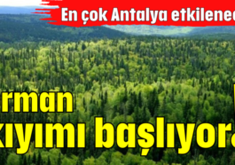 Orman kıyımı başlıyor!