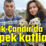 Serik-Çandır'da köpek katliamı