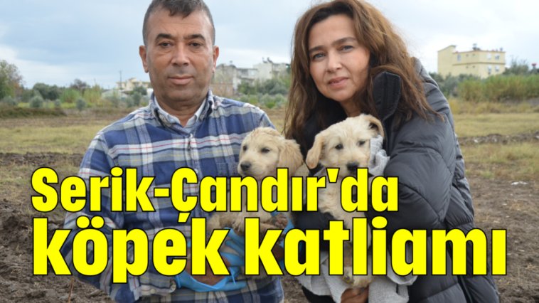 Serik-Çandır'da köpek katliamı