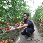 Tarımda üretim planlaması yapılmalı